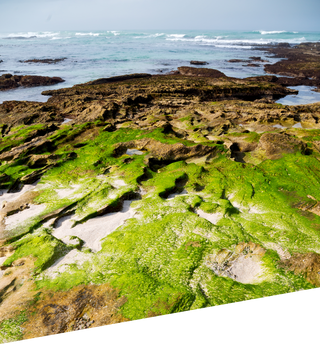 Moss-covered rocks on a beach with ocean waves in the background