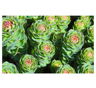 Close-up of green succulent plants with pink centers.